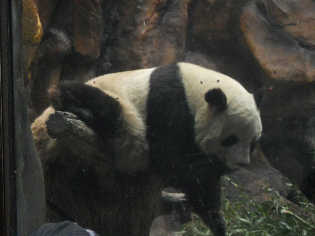 China Panda